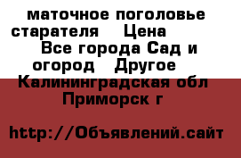 маточное поголовье старателя  › Цена ­ 3 700 - Все города Сад и огород » Другое   . Калининградская обл.,Приморск г.